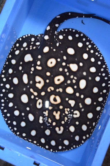 ダイヤモンドポルカ マッスル血統