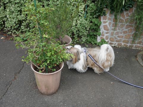c0090198_17144526.jpg