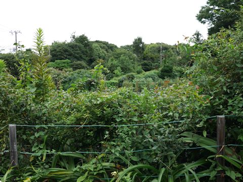 c0090198_17201615.jpg