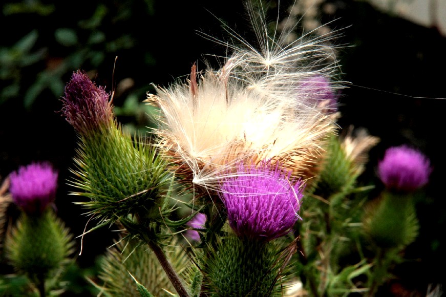 d0140806_8402029.jpg