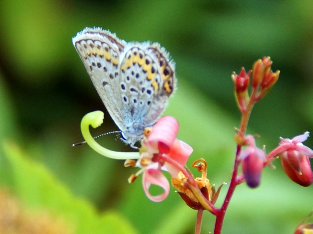 a0345007_1785186.jpg
