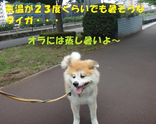 f0121712_15255475.jpg