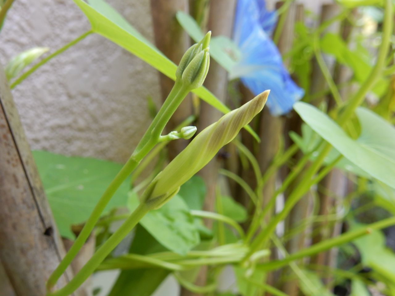 夏休みの自由研究「アサガオ」_c0025115_21191927.jpg