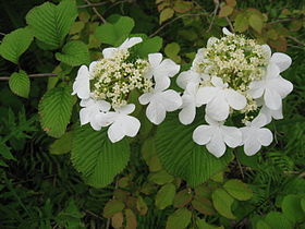 あともう少しかな ヤブデマリ 花言葉 覚悟 風のとおる家から あともう少しかな ヤブデマリ 花言葉 覚悟 風のとおる家から