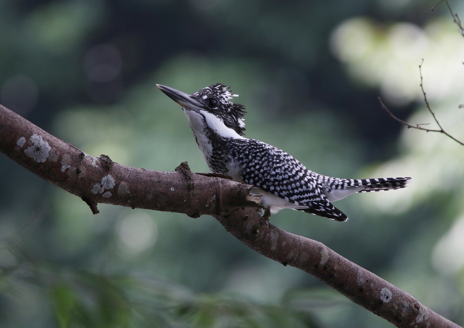 ヤマセミ（Crested kingfisher）その７_f0310221_11233331.jpg