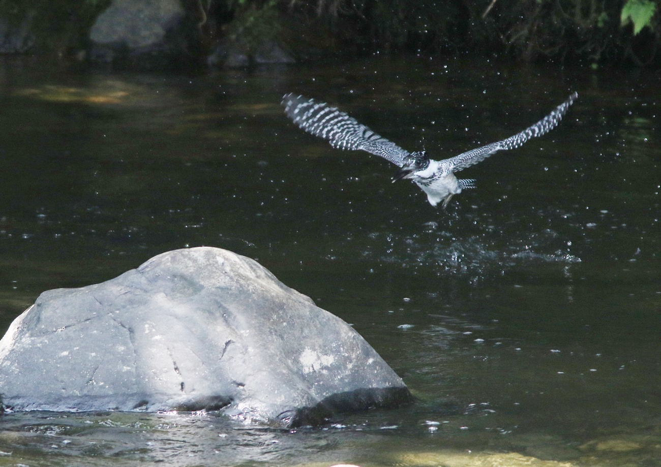 ヤマセミ（Crested kingfisher）その７_f0310221_11245728.jpg