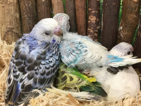 170804 インコ・ハムスター_f0189122_15181574.jpg