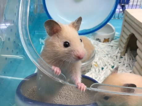 170804 インコ・ハムスター_f0189122_15182218.jpg
