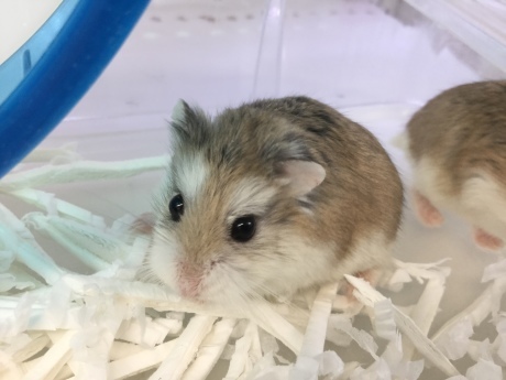 170804 インコ・ハムスター_f0189122_15183652.jpg