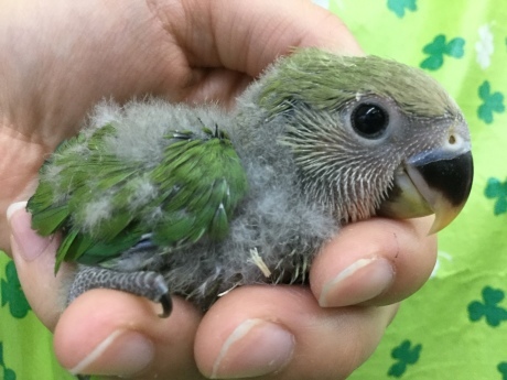 170804 インコ・ハムスター_f0189122_15240140.jpg