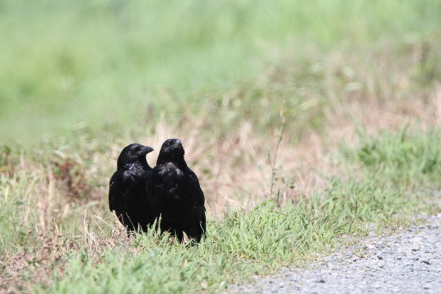 仕事は二日間だけ・生き物写真ばかりだけど、まぁ大丈夫でしょう_f0118332_14572345.jpg