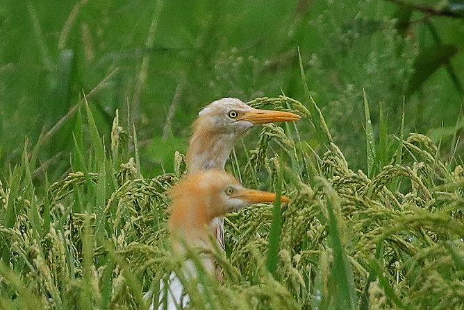 亜麻色の鳥_f0327034_09210365.jpg