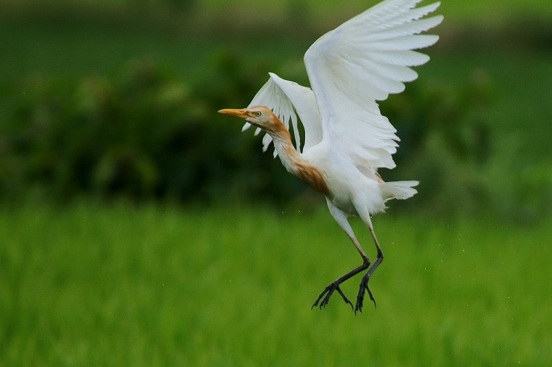 亜麻色の鳥_f0327034_09211971.jpg