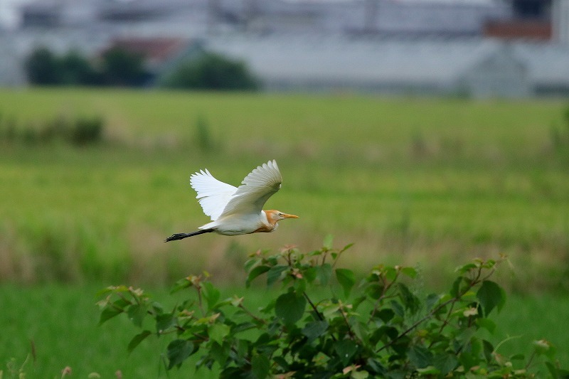 亜麻色の鳥_f0327034_09213165.jpg