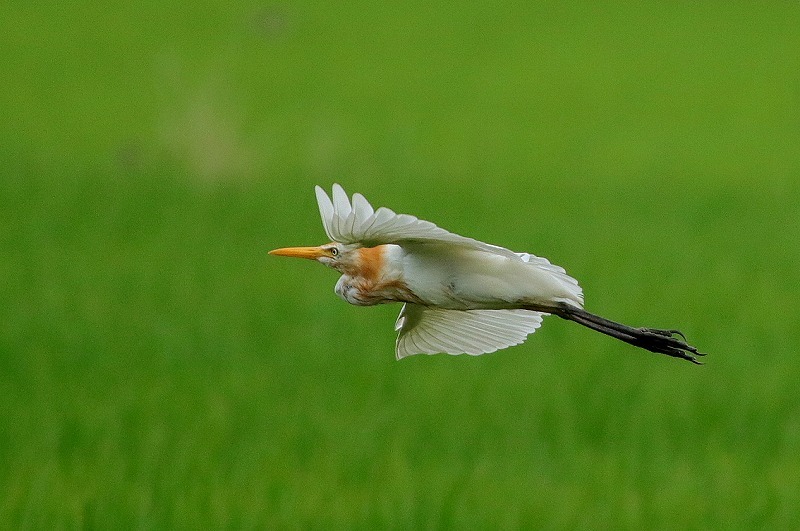 亜麻色の鳥_f0327034_09213691.jpg