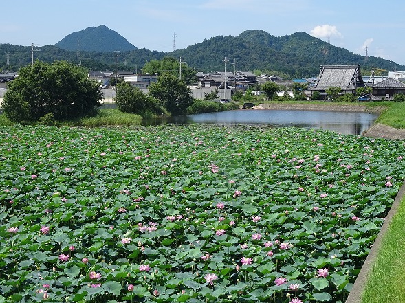 滋賀県野洲市の蓮_b0299042_22490221.jpg