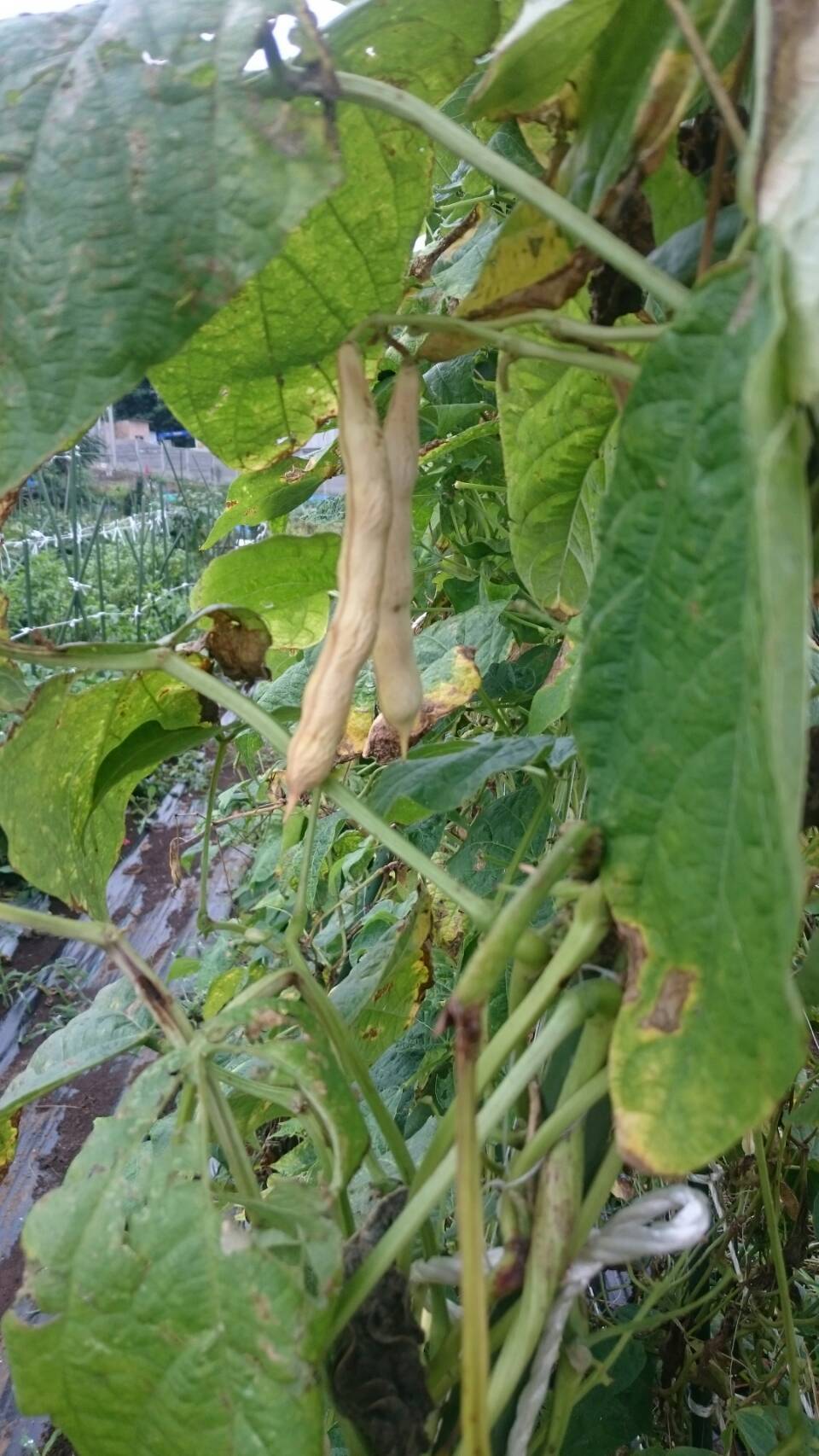 1日の豪雨にめげず　ジョイア畑の野菜達　大豊作　滅多にない事です　販売します_c0222448_12573198.jpg