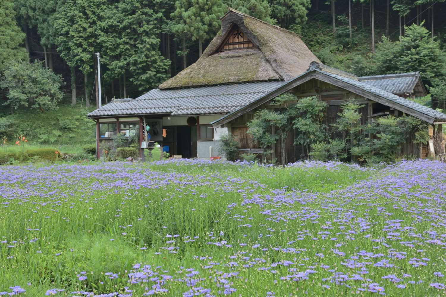 北山友禅菊 1　　　京都市_d0286954_17494478.jpg