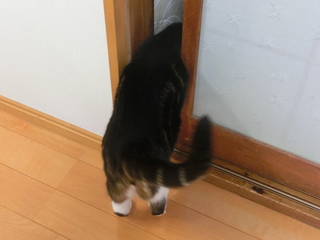 c0328559_19515051.jpg
