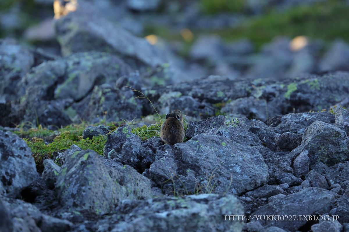 緑岳～白雲岳避難小屋　2017夏　№3　【 PIKA　と　下山 】_f0054366_13231753.jpg