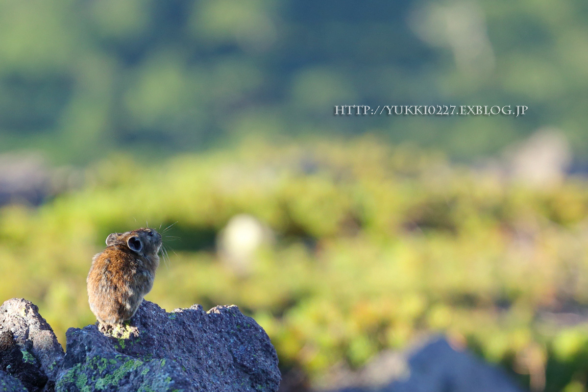 緑岳～白雲岳避難小屋　2017夏　№3　【 PIKA　と　下山 】_f0054366_13233747.jpg