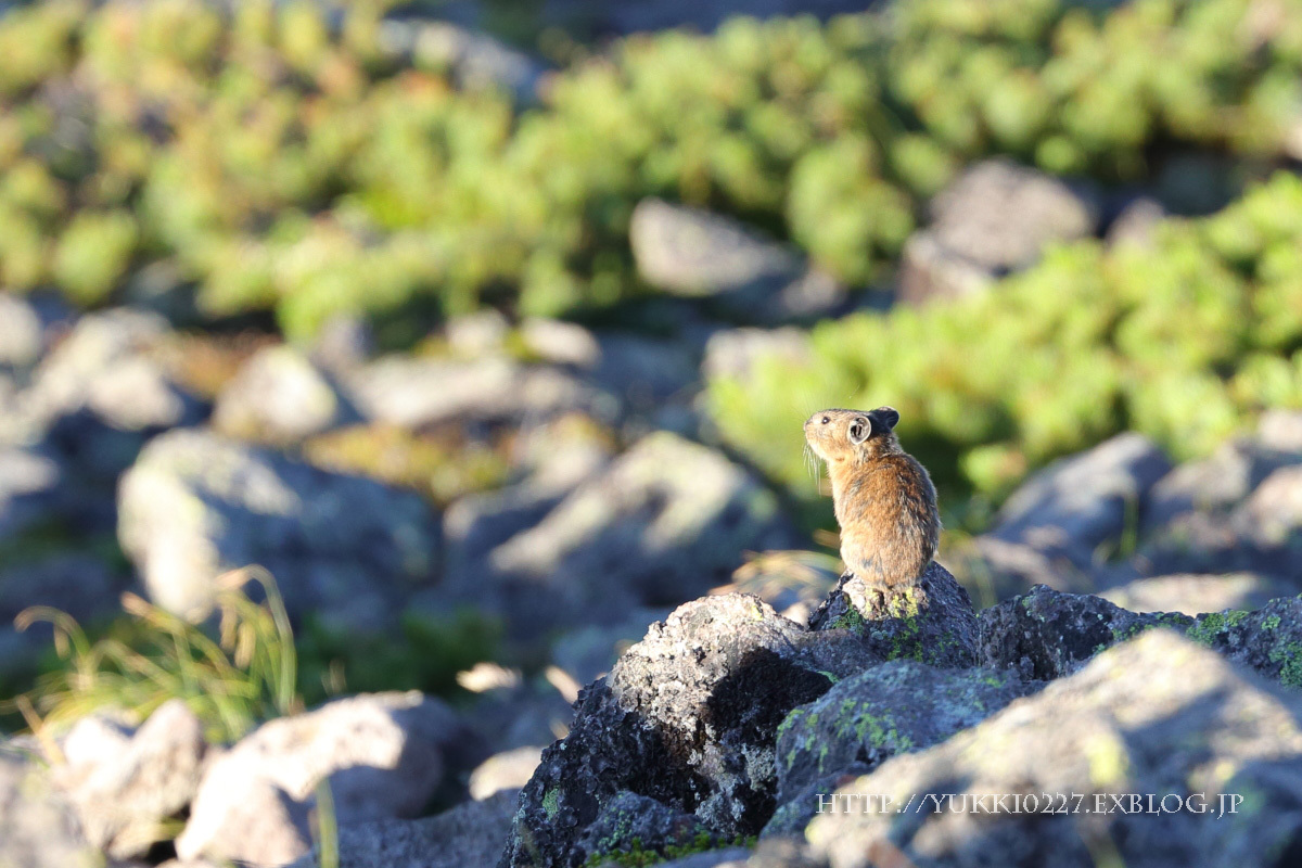 緑岳～白雲岳避難小屋　2017夏　№3　【 PIKA　と　下山 】_f0054366_13233771.jpg