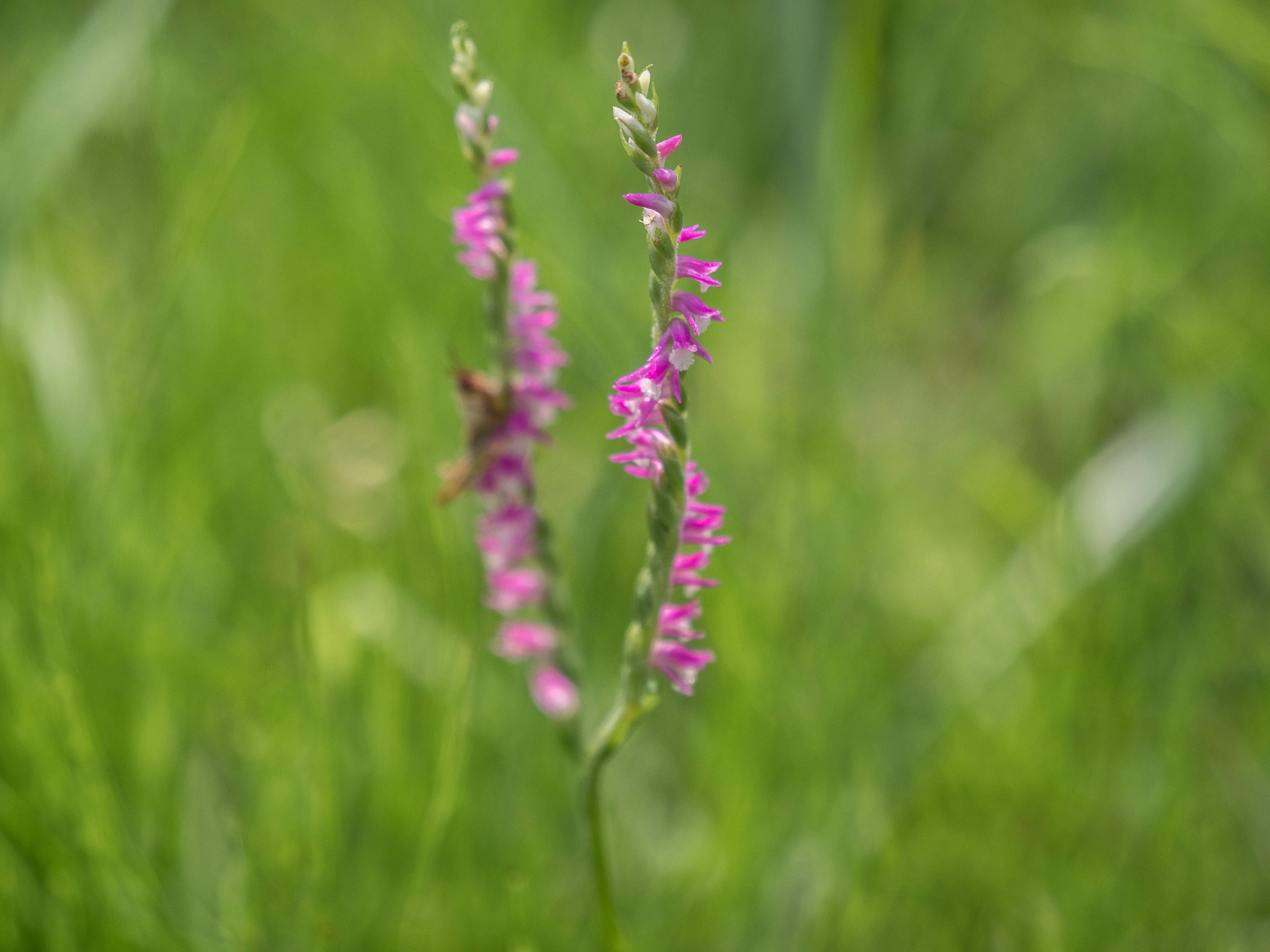 吾妻山に咲く夏の花々・四_e0015567_20342056.jpg