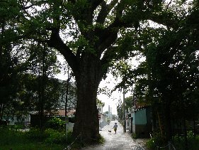 2006/5/1-4GW:高知松山怪の爪あと〜赤岡絵金蔵、五台山、仁井田(田中貢太郎)、桂浜、室戸岬人面岩、野根山街道笑い栂、道後石手寺、松山太山寺地獄絵、大山祇神社、尾道_b0116271_11130703.jpg