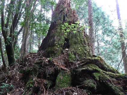 2006/5/1-4GW:高知松山怪の爪あと〜赤岡絵金蔵、五台山、仁井田(田中貢太郎)、桂浜、室戸岬人面岩、野根山街道笑い栂、道後石手寺、松山太山寺地獄絵、大山祇神社、尾道_b0116271_12365621.jpg