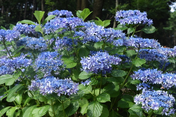 ♪ ダニエル 「Kicoroの森」の紫陽花～(*^_^*) ♪_b0242873_00101491.jpg