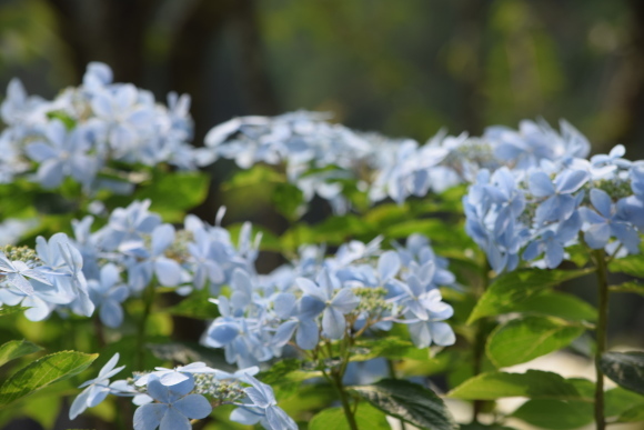 ♪ ダニエル 「Kicoroの森」の紫陽花～(*^_^*) ♪_b0242873_00221840.jpg