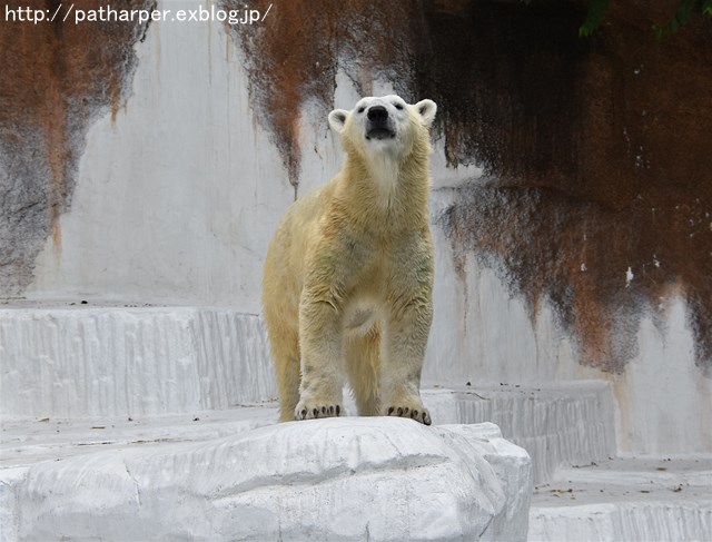 ２０１７年７月　天王寺動物園　その２_a0052986_23133566.jpg