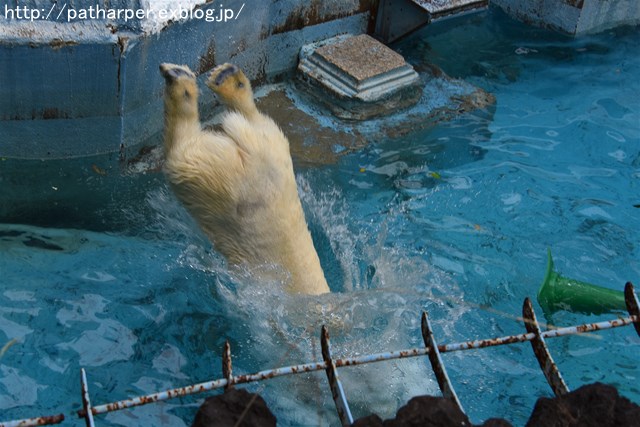 ２０１７年７月　天王寺動物園　その２_a0052986_233836.jpg