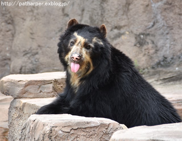 ２０１７年７月　天王寺動物園　その１　立ち上がるShilka_a0052986_72184.jpg