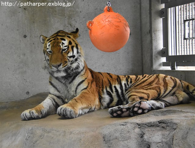 ２０１７年７月　天王寺動物園　その１　立ち上がるShilka_a0052986_727677.jpg