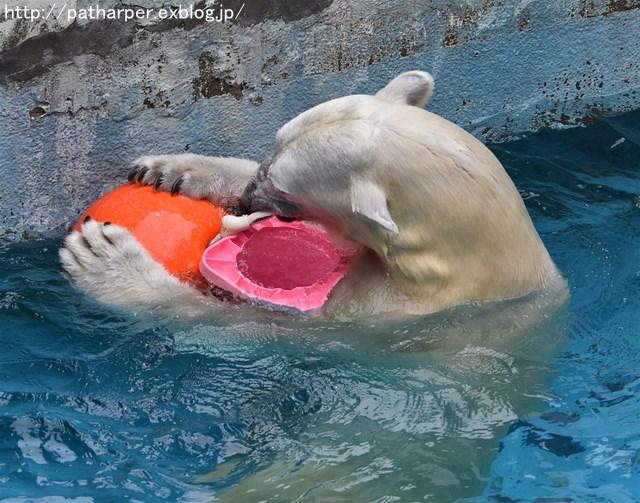 ２０１７年７月　天王寺動物園　その１　立ち上がるShilka_a0052986_7385223.jpg