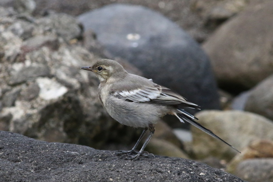日本海の海辺で ８ ３ 今日の鳥さん