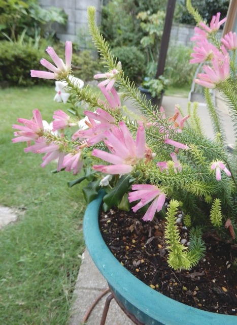 e0025300_21293310.jpg