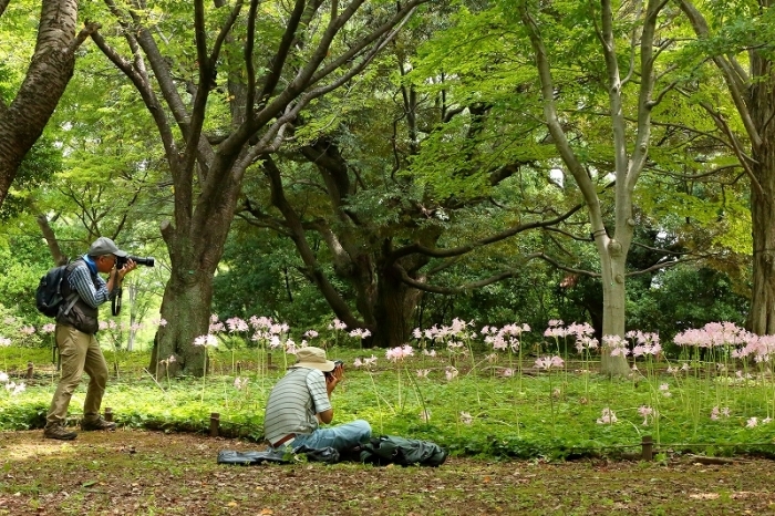 クイズです。夏に咲くこの花の名前はなんでしょうか（立川市、昭和記念公園）_b0291402_20440629.jpg