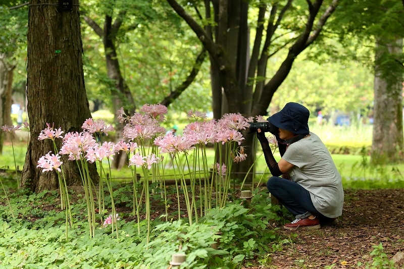 クイズです。夏に咲くこの花の名前はなんでしょうか（立川市、昭和記念公園）_b0291402_20442111.jpg