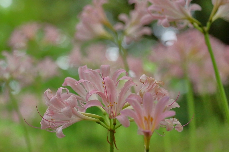 クイズです。夏に咲くこの花の名前はなんでしょうか（立川市、昭和記念公園）_b0291402_20443348.jpg