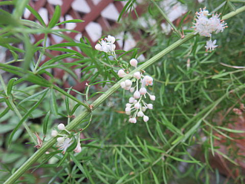 d0046702_13394071.jpg