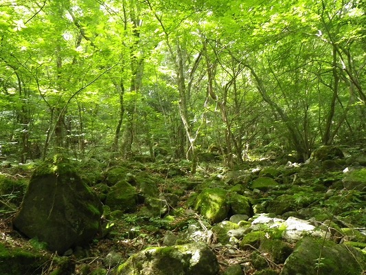 17-8：多良岳＆金泉寺「オオキツネノカミソリ」　　　_f0187402_20015782.jpg