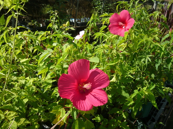 a0139007_17523965.jpg
