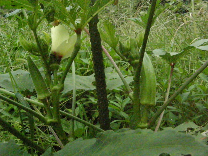 d0341514_21521567.jpg