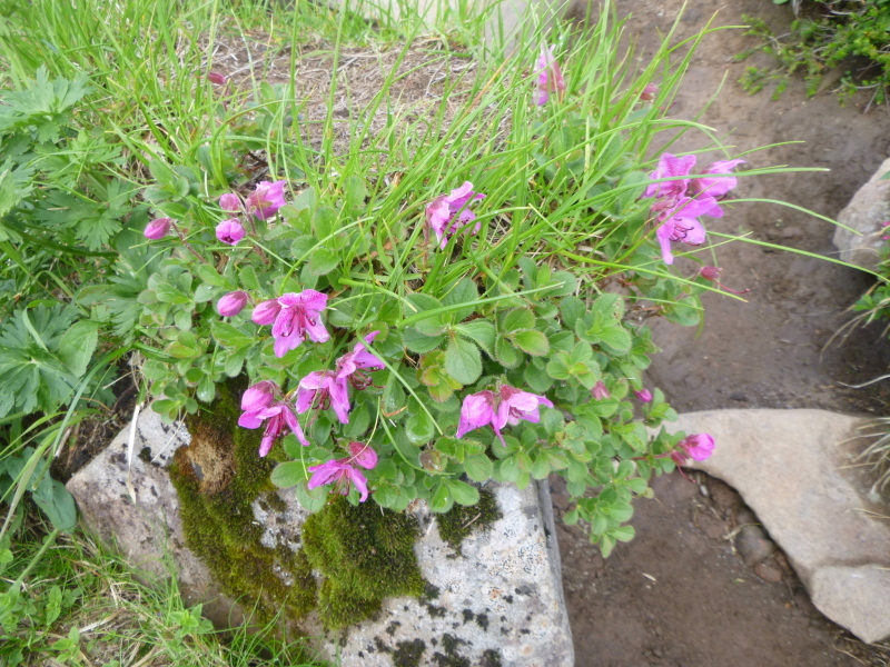 d0170615_16154811.jpg
