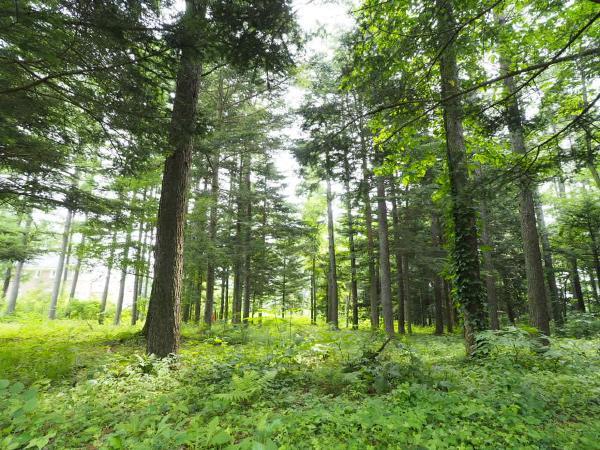 新着物件・中軽井沢随一の高級別荘地上ノ原土地物件 : 『ナイスショット軽井沢！』軽井沢リゾート情報