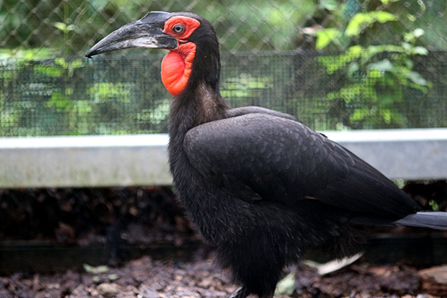 草原の掃除屋・ミナミジサイチョウ_f0224624_07544693.jpg