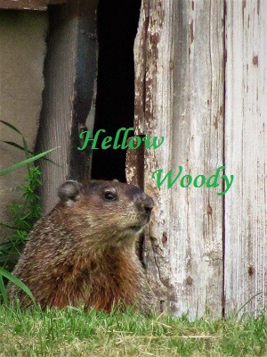 ウッドチャックのwoody 2016・2017年の記録 : NYからこんにちは