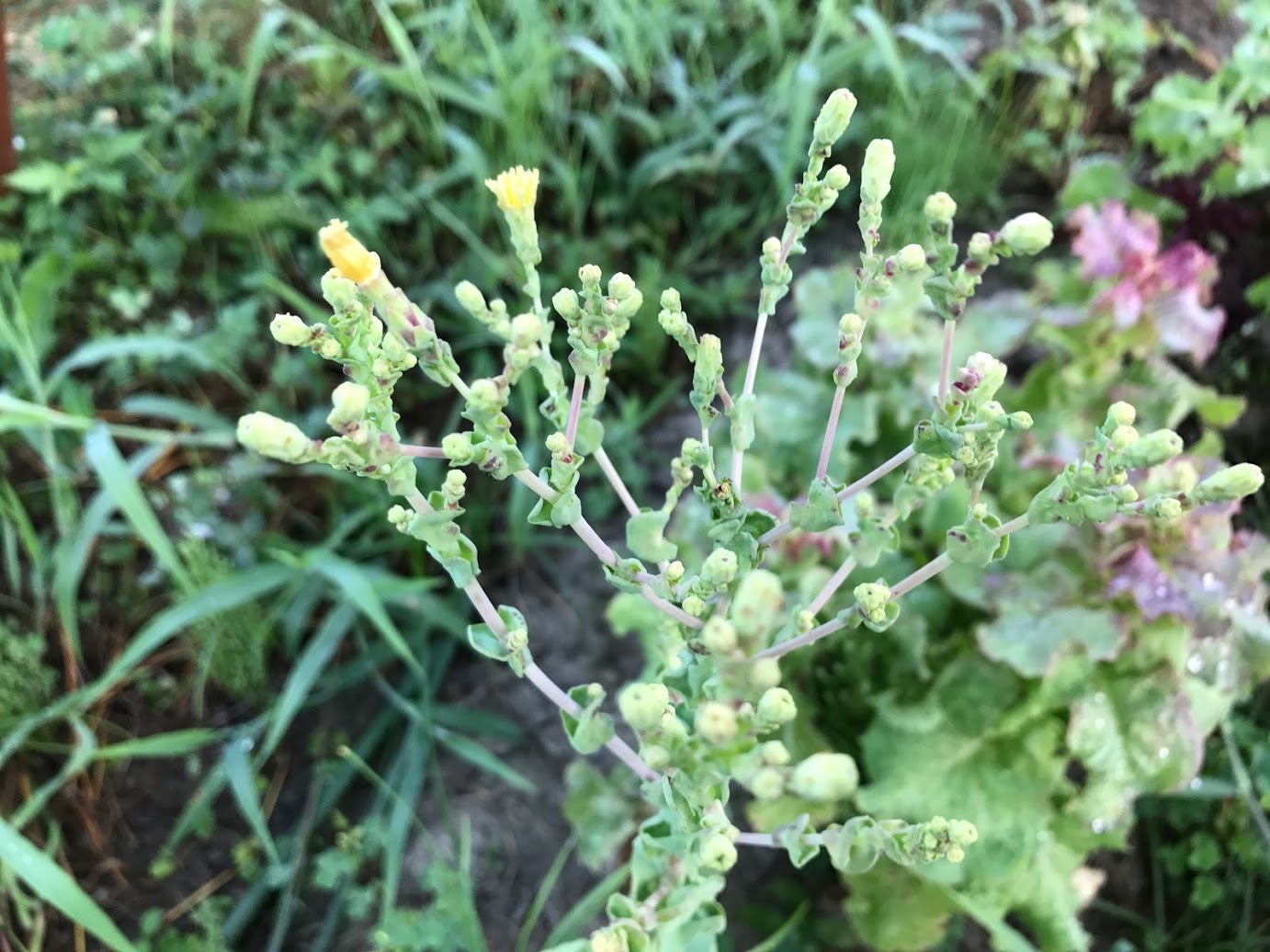 サニーレタスの花 今日の一枚